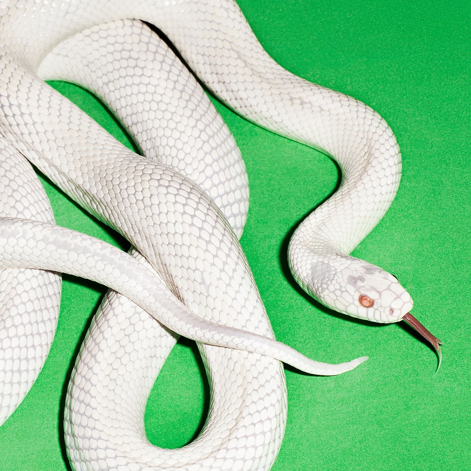 White snake coiled against a vibrant green background, head slightly raised.