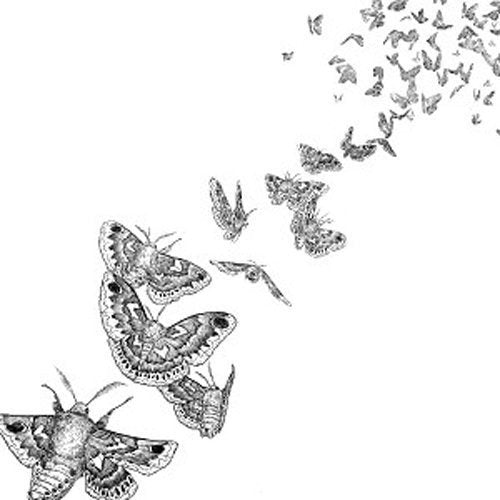 Black and white illustration of moths in flight, fading upwards.