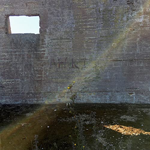 Concrete wall with a window opening and a small yellow flower.