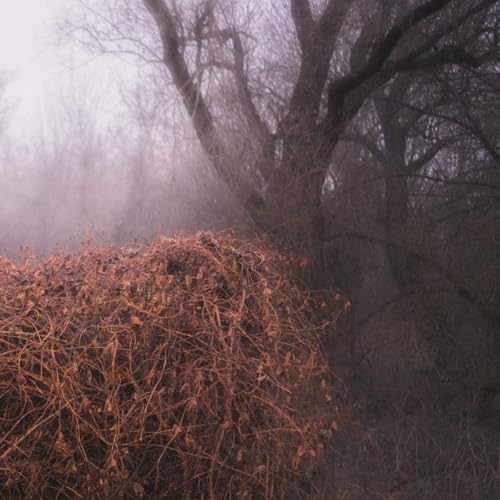 CD cover with a misty, dark forest and tangled branches.
