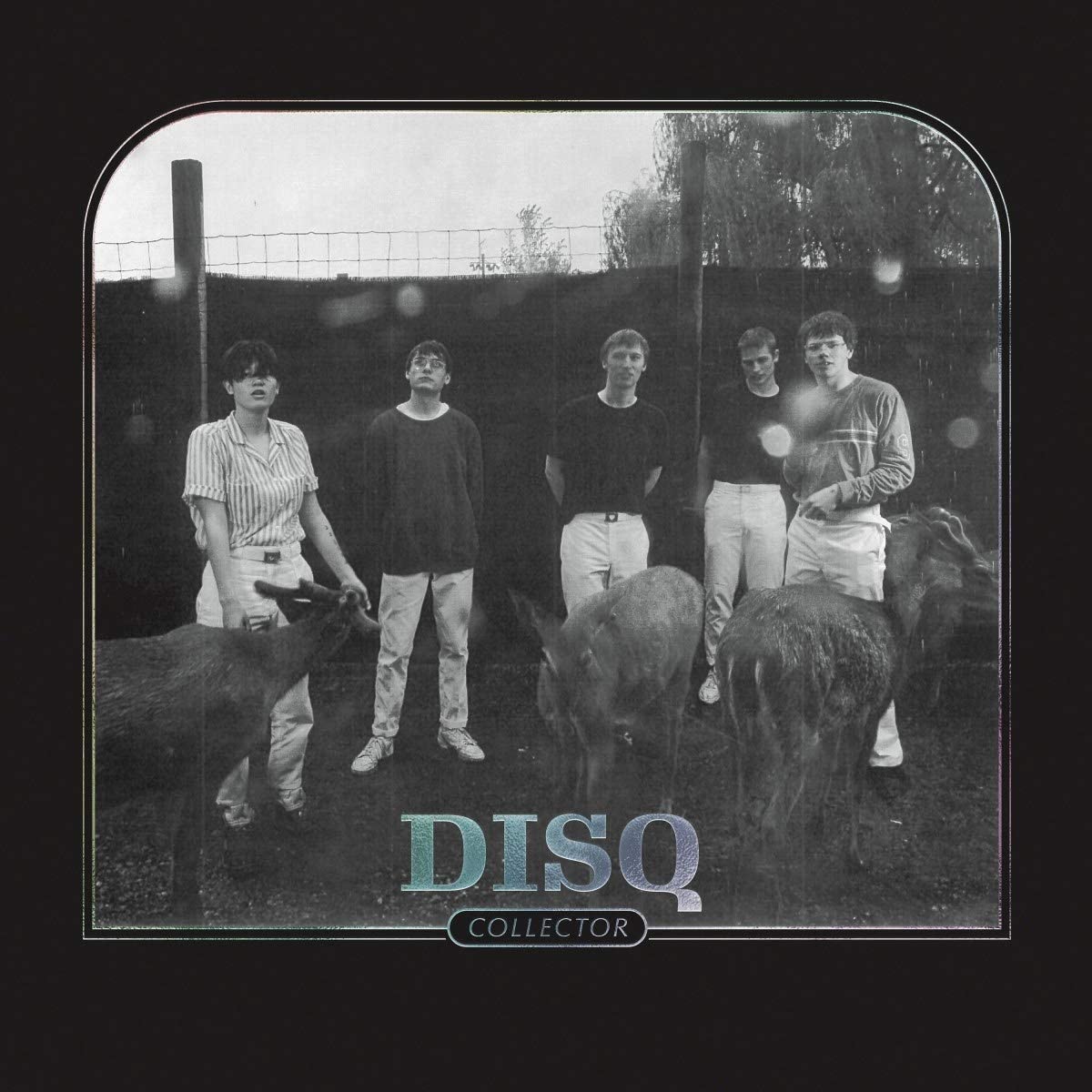 Black-and-white album cover with five people standing near goats, "DISQ COLLECTOR" text below.