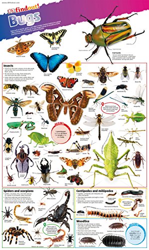 "Colourful educational poster featuring various insects, spiders, and other arthropods with labels and descriptions."