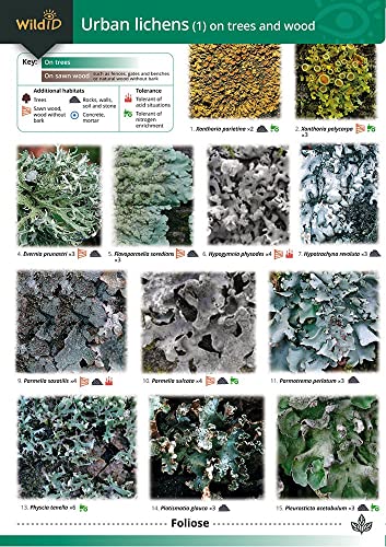 WildID guide showing close-up photos of various urban lichens on trees and wood.
