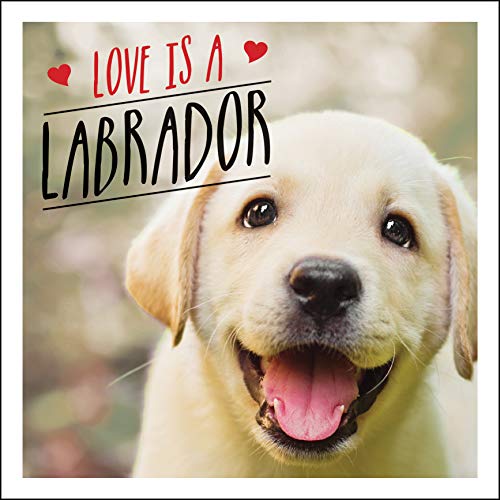Book cover featuring a smiling yellow Labrador puppy and red hearts.