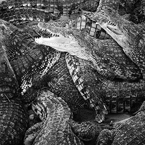 Black and white photo of many alligators clustered closely together.