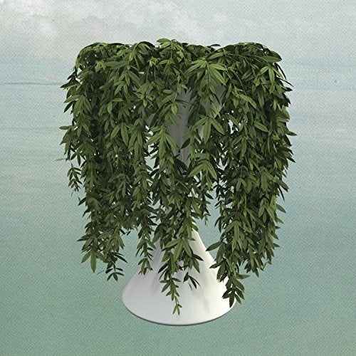 The image shows a plant in a white pot. The alt text is: "A green plant in a white pot."
