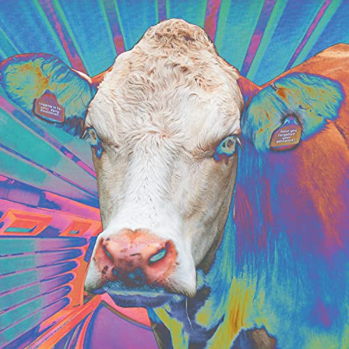 Colorful pop art portrait of a white cow with blue eyes.
