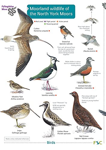 Informational poster depicting various bird species found on the North York Moors.