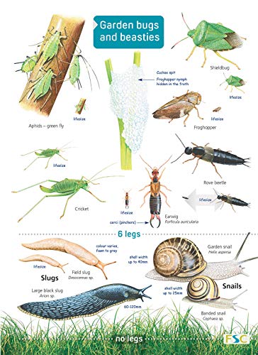Educational chart displaying illustrations of various garden insects and slugs.
