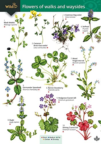 Educational chart displaying ten illustrated wildflowers with their common and scientific names.