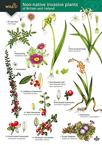 Botanical illustrations of invasive plants in Britain and Ireland, guidebook.