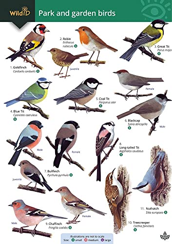 Colorful illustrated guide featuring eleven common UK garden birds identified by name.