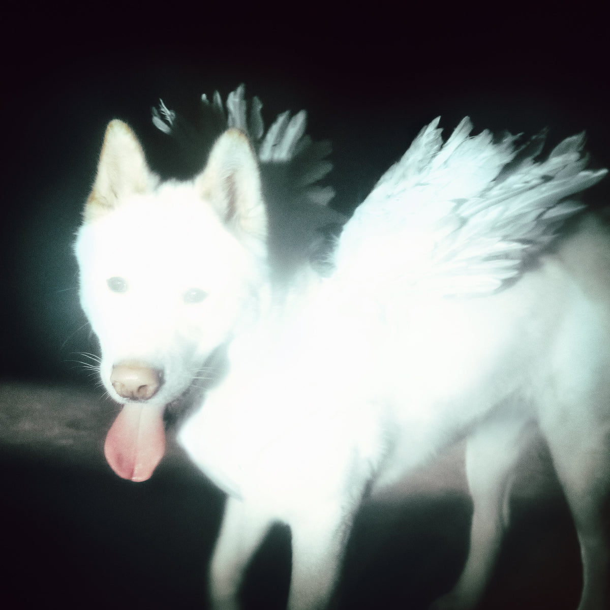 White dog with wings, tongue out, against a dark background.