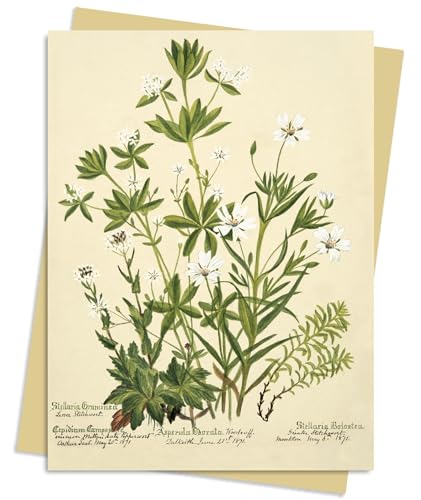 Vintage botanical illustration of stitchwort plants with handwritten labels.