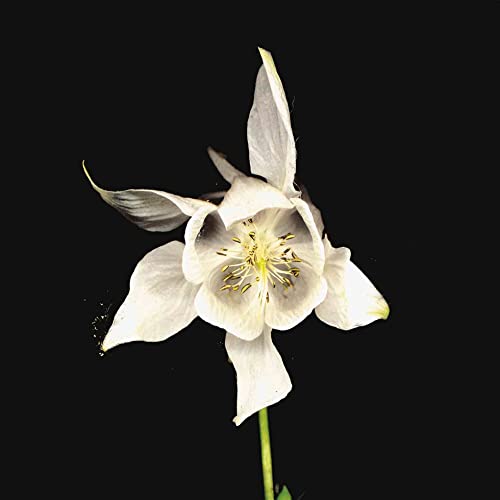 White Columbine flower with yellow center on a dark background.