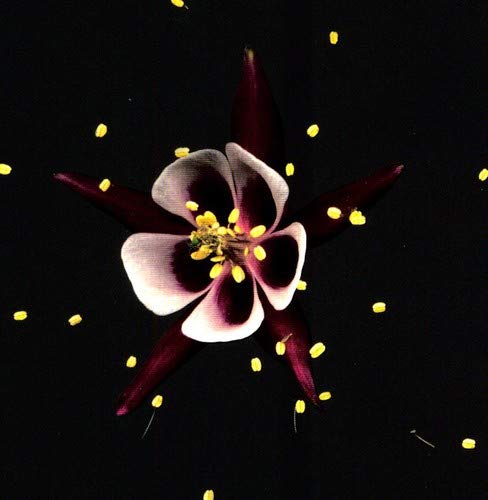A dark purple and white columbine flower centered against a black background with pollen.