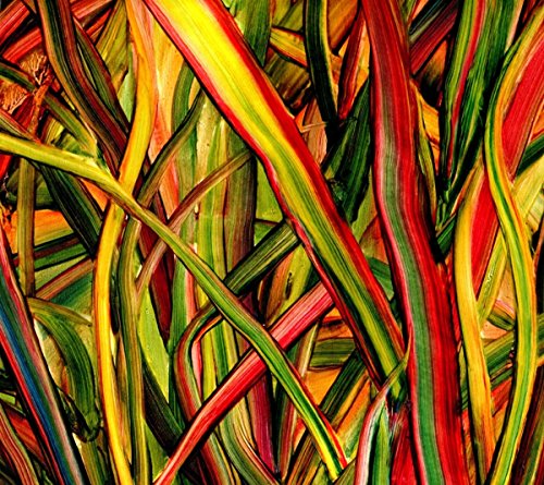 Colorful, abstract close-up of long, blade-like leaves and plant stems.