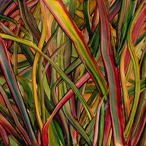 Close-up of colorful, striped leaves and foliage in a dense arrangement.