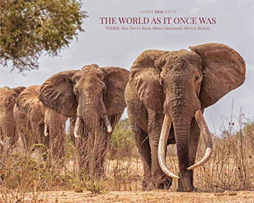 African elephants walking towards the viewer in a grassy landscape.