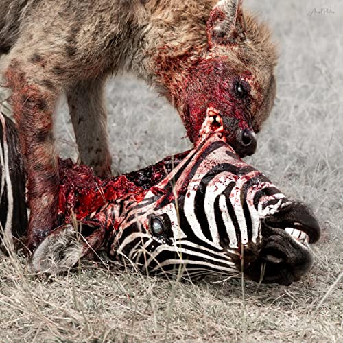 Hyena feeding on a zebra carcass, bloodied and graphic imagery.