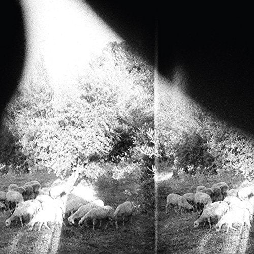 Black and white image of a field with sheep, distorted by light.