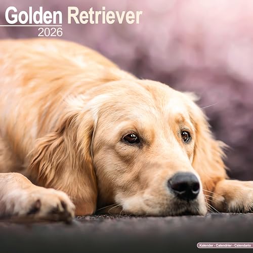 Golden Retriever Calendar 2026 Square Dog Breed Wall Calendar - 16 Month [カレンダー] [2025]