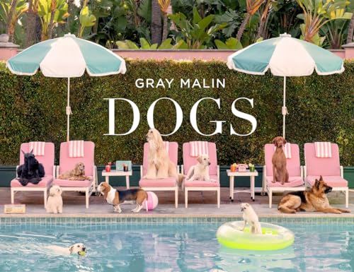 Various dog breeds lounging on pink pool chairs and swimming in a pool.