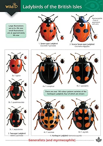 Chart displaying nine different species of ladybirds found in the British Isles.