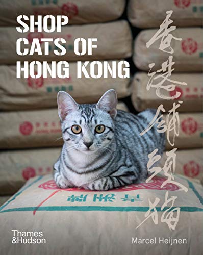 A silver tabby cat rests on a stack of large paper sacks.