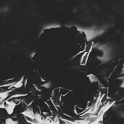 Black and white photo of a wilting rose with textured background.