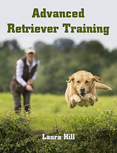 A yellow Labrador retriever jumps over a hedge with a trainer in the background.