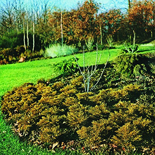 Garden landscape with green grass, shrubs, and trees in autumn light.