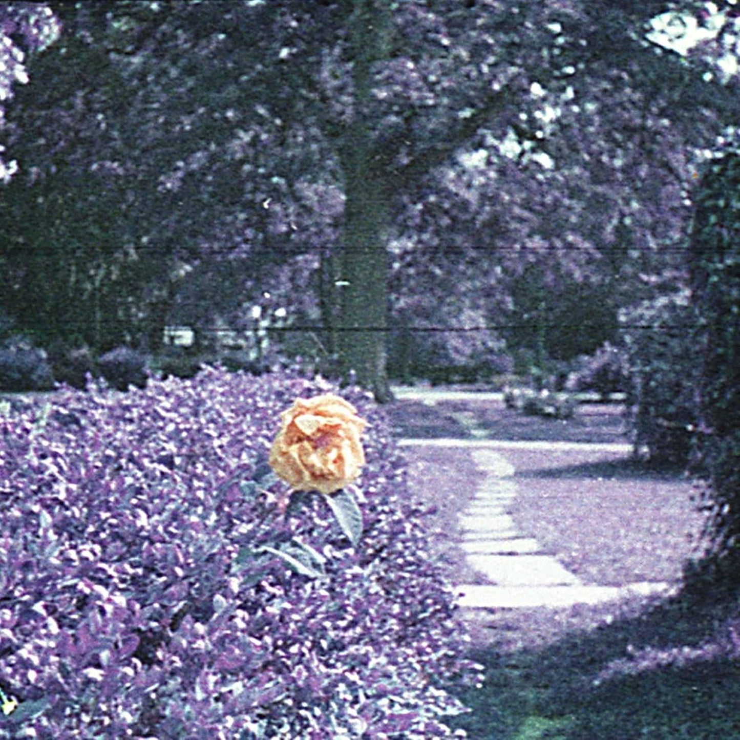 CD cover with a blurred, purple-toned image of a rose and garden.
