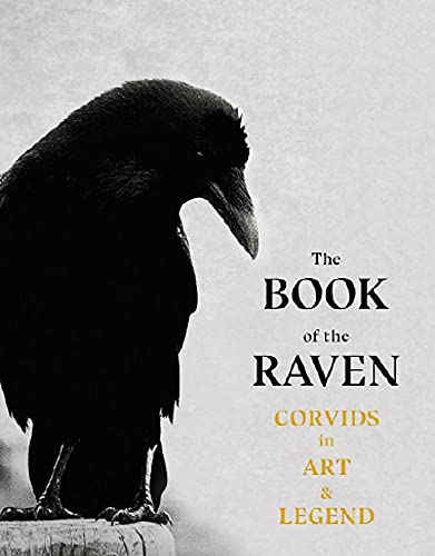 A black raven stands on a post against a textured light gray background.