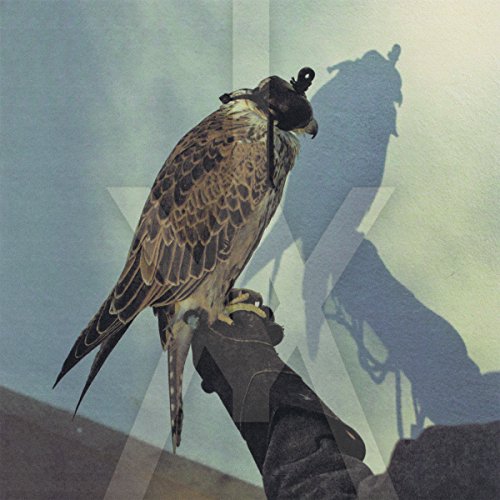 Falcon perched on a gloved hand, casting a long shadow.