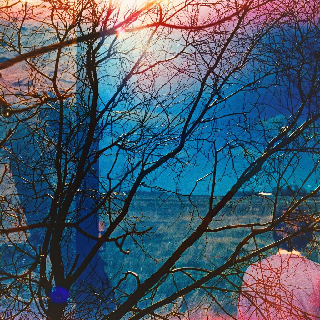 Silhouetted tree branches against a vibrant blue sky and a sunlit landscape.