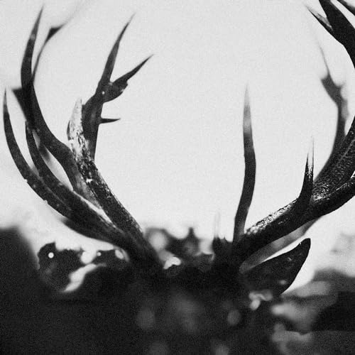 Black and white close-up of deer antlers against a bright, blurred background.