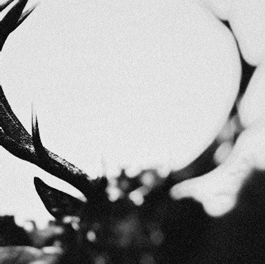 Black and white close-up of deer antlers against a blurred background.