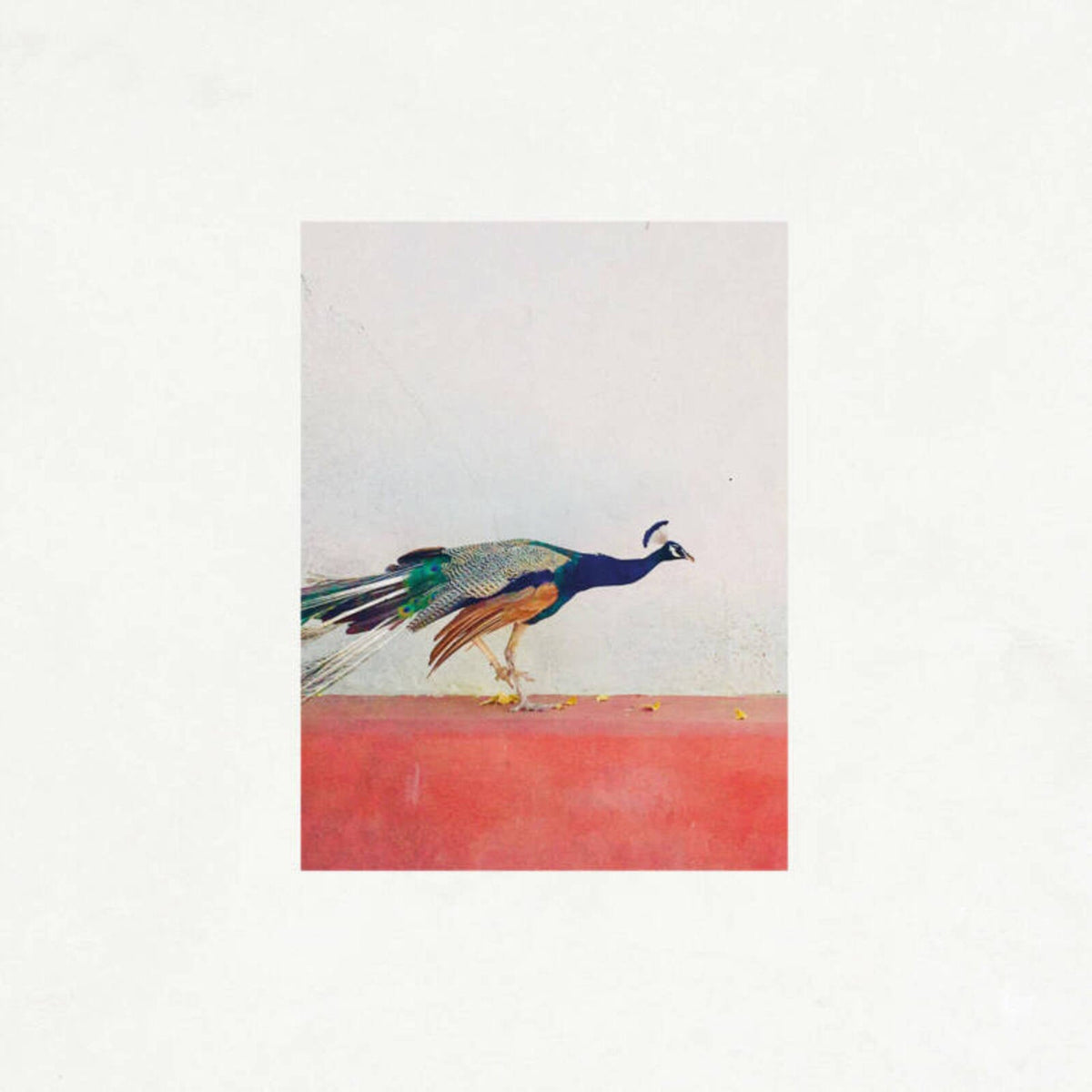 Peacock walking along a pink ledge against a white wall.