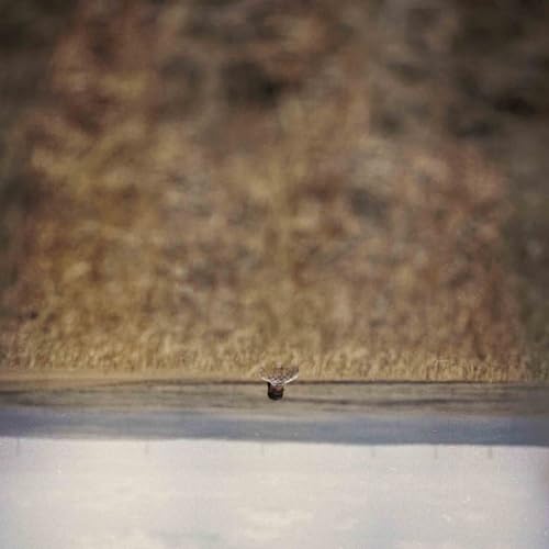 An upside-down image of a small bird flying over a field and water.