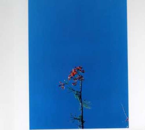 A single flowering plant stem centered against a solid, vibrant blue background.