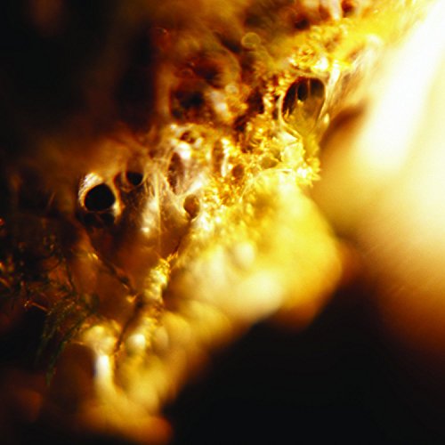 Abstract golden and black textured image, possibly album artwork.