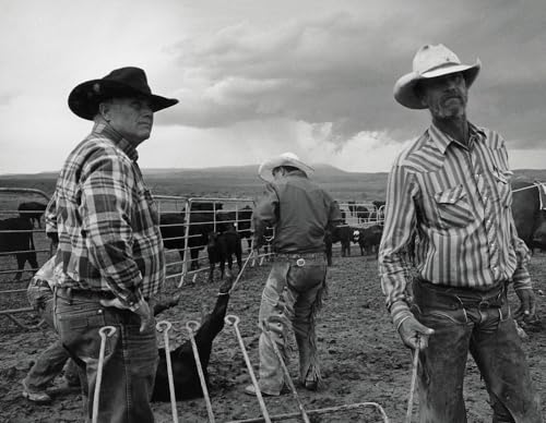 Black and white photo of cowboys with cattle in a rural landscape.