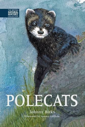 Watercolor illustration of a polecat on a rock with the book title Polecats below.