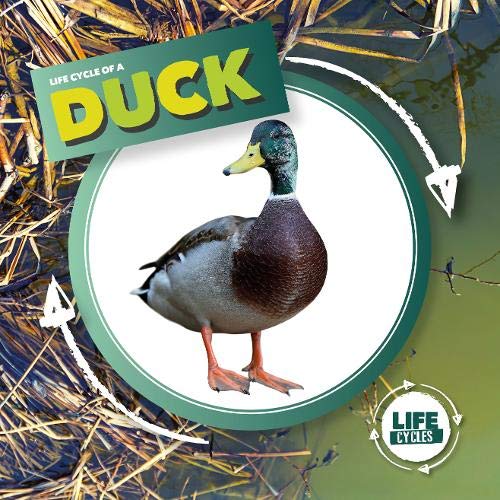 Mallard duck portrait with text reading "Life Cycle of a Duck".