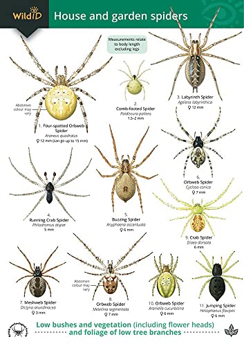 Educational identification chart displaying illustrations of eleven different house and garden spider species.