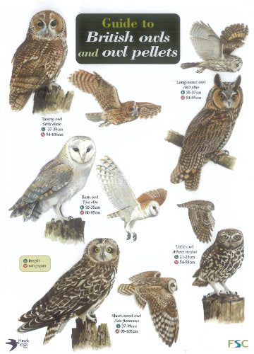 Book cover illustrating various British owl species with size details.