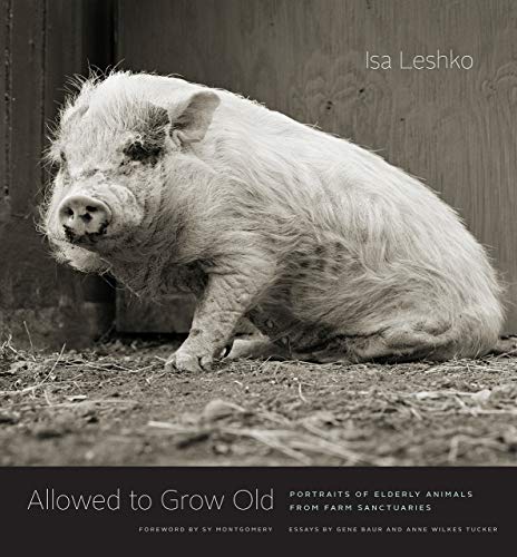 Close-up of an elderly pig with textured skin, book cover shown.