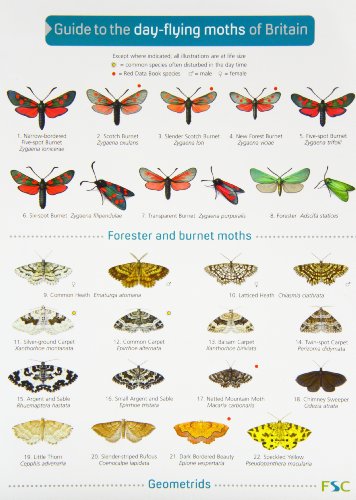 Book cover displaying illustrated British day-flying moths with identification keys.