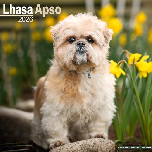 Lhasa Apso Calendar 2026  Square Dog Breed Wall Calendar - 16 Month